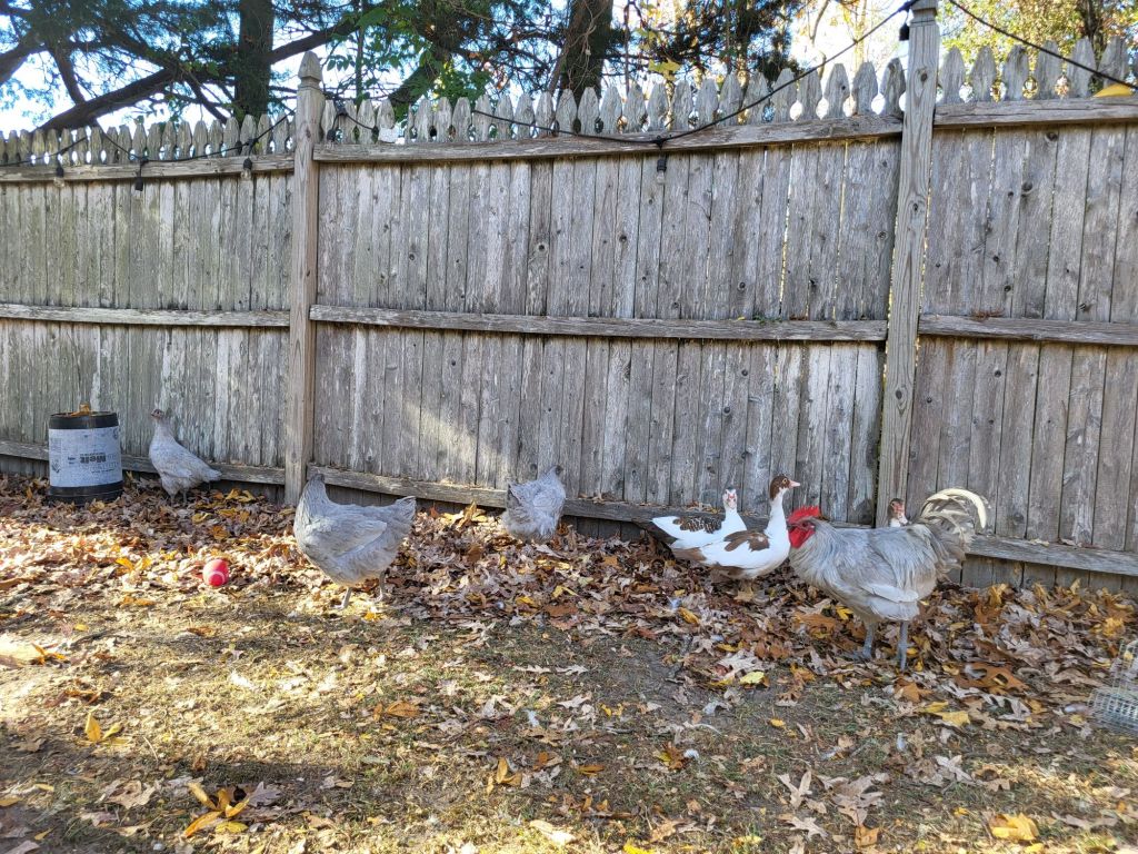 20241102_1448101320490736815963944